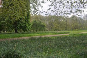 green park ecureuil